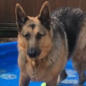 Meet your Posher, Posh